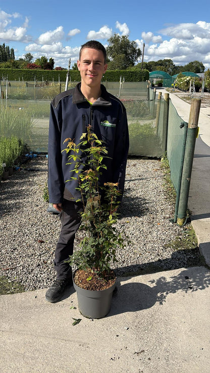 Acer Griseum 12 Litre Pot