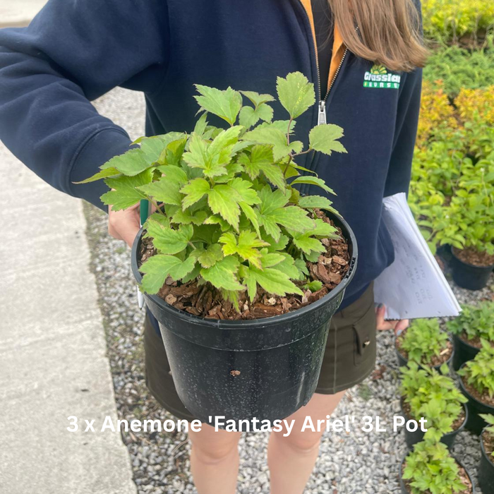 12 x Autumn Flowering Perennial Border Pack