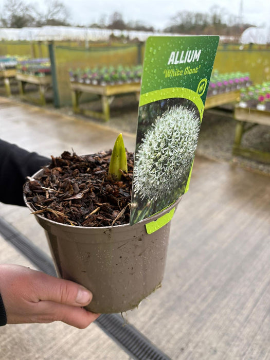 Allium White Giant 2 Litre Pot