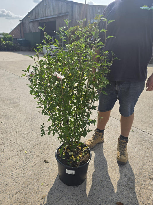 Hibiscus syr. Mathilde 20 Litre Pot 100/125cm