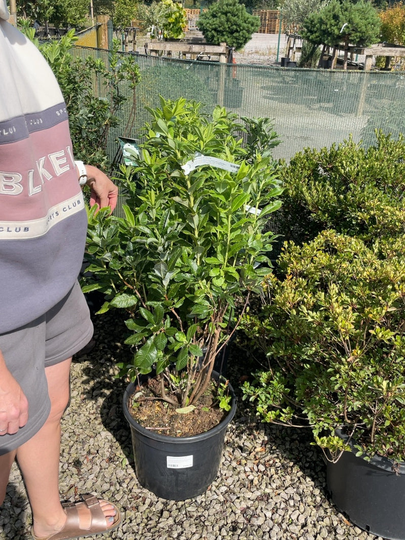 Azalea Mollis Persil 20 Litre Pot