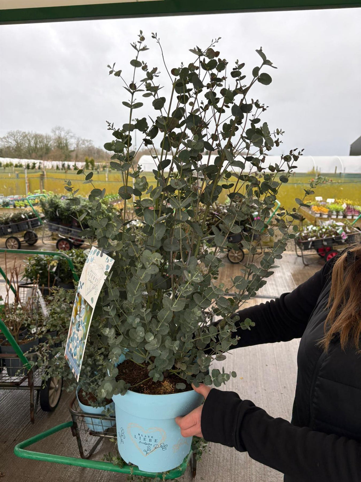 Eucalyptus gunnii Blaue Liebe 6 Litre Pot
