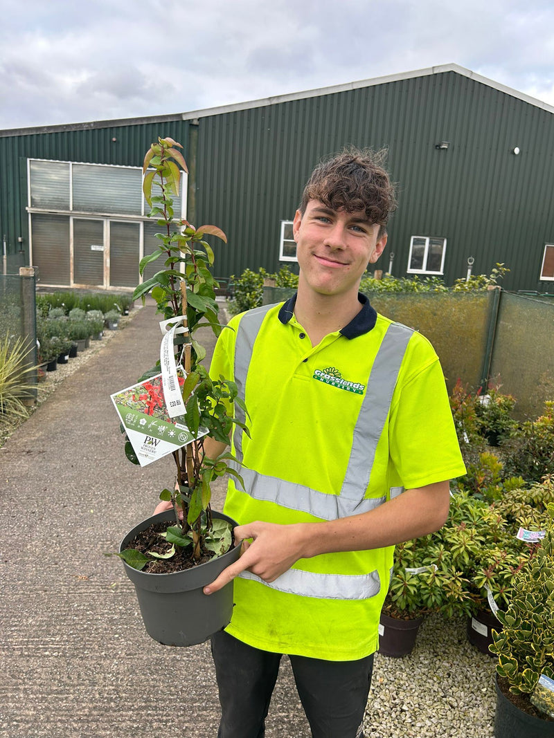 Chaenomeles speciosa Mango Storm 12 Litre Pot 100/25cm