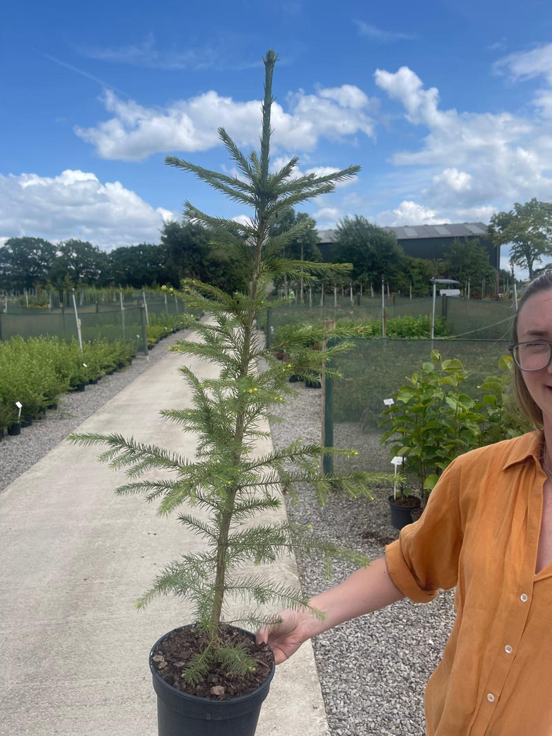 Picea Abies 3 Litre Pot