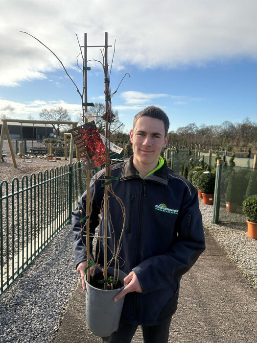 Parthenocissuss tric. Robusta  4 Litre Pot