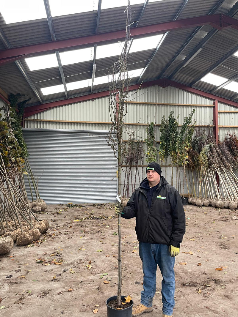 Plum Prunus Victoria Standard 20 Litre Pot 8/10cm Girth