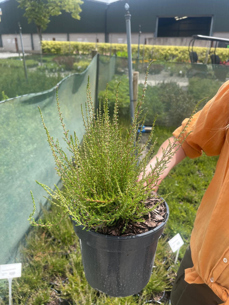 Calluna Vulgaris Angie 3 Litre Pot