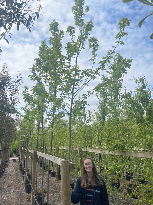 Acer Free. Autumn Blaze 8-10cm Girth Root Ball Delivery November Onwards
