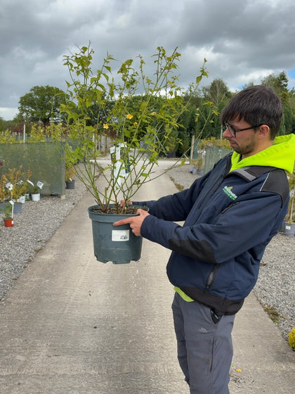 Kerria Japonica Golden Guinea 10 Litre Pot