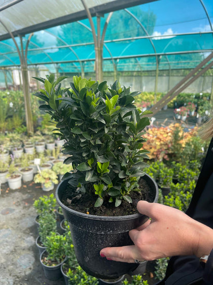 Euonymus japonicus Green Spire 3 Litre Pot