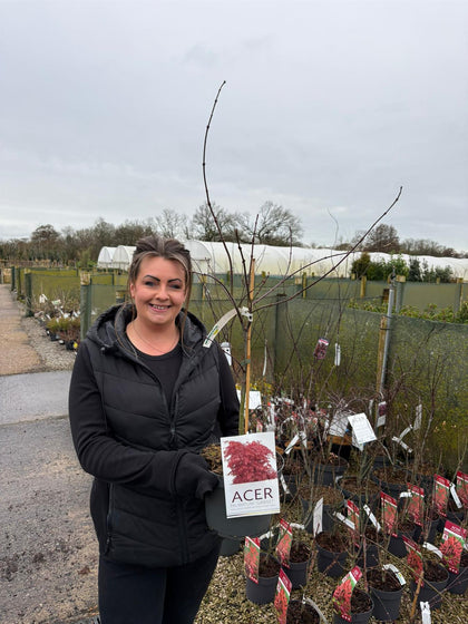 Acer palmatum dissectum Garnet 4 Litre Pot