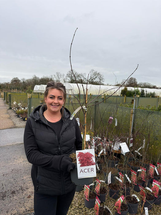 Acer palmatum dissectum Garnet 4 Litre Pot