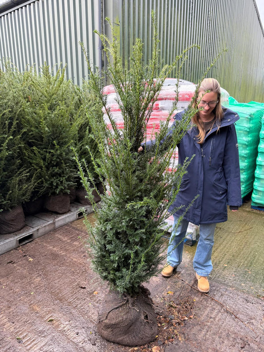 Big Deal Yew Hedging 140-160cm Root Ball x 20 Delivery October
