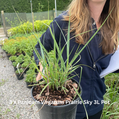 20 x Drought Tolerant Border Pack 2