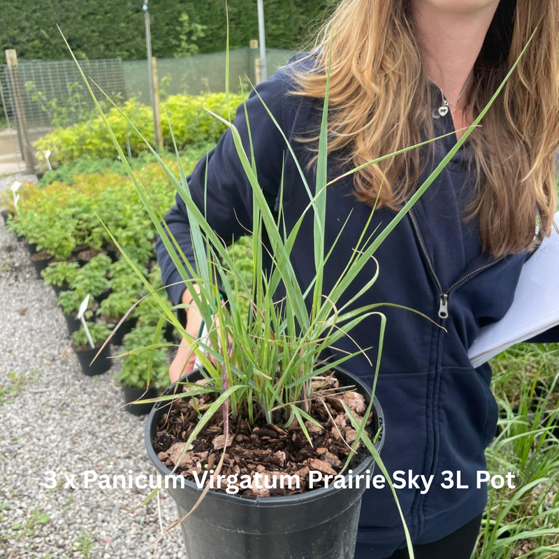 20 x Drought Tolerant Border Pack 2