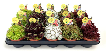 Sempervivium Mix 10.5cm