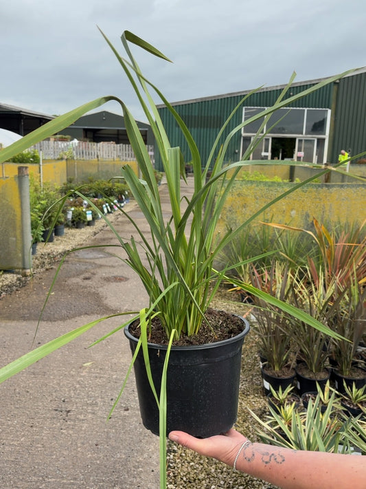 Phormium tenax 5 Litre Pot