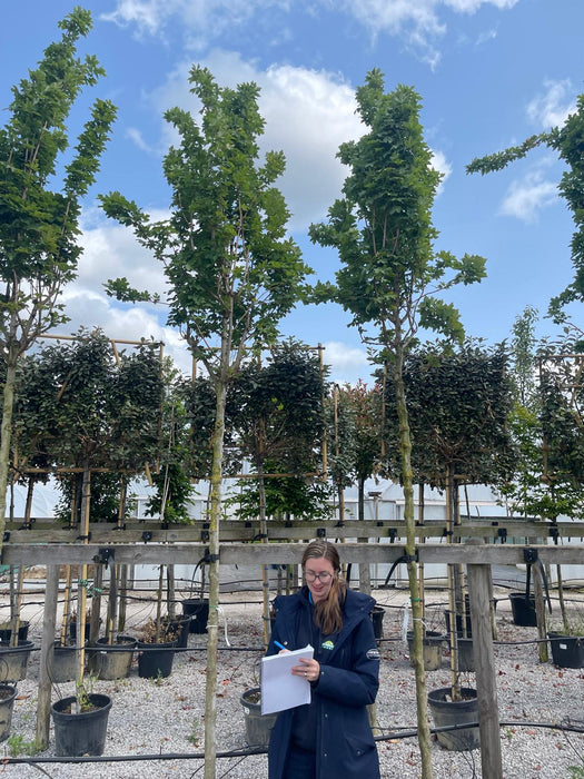 Acer campestre Green Column 12/14cm Girth