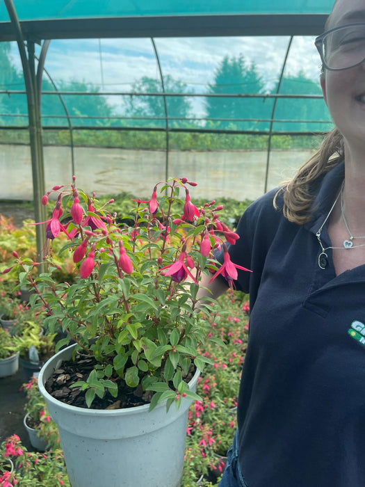 Fuchsia Tom Thumb 3 Litre Pot