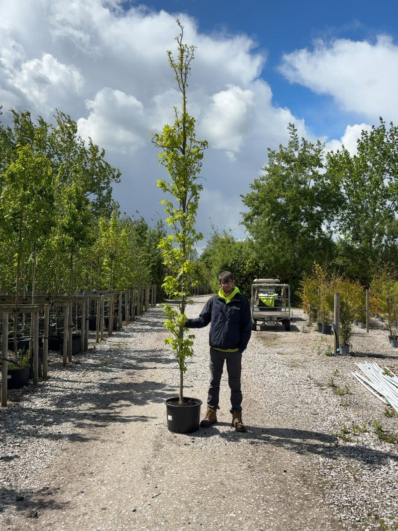 Liquidambar sty. Slender Silhouette 8/10cm Girth