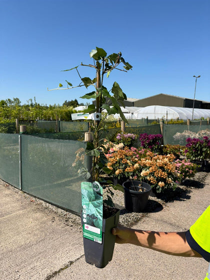 Hedera Hibernica 1.5 Litre Pot