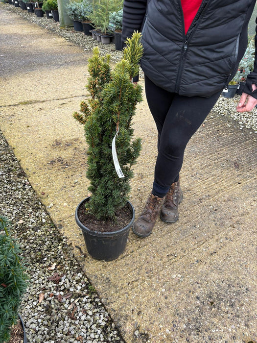 Taxus Baccata Fastigiata Aurea 10 Litre Pot 60-80cm