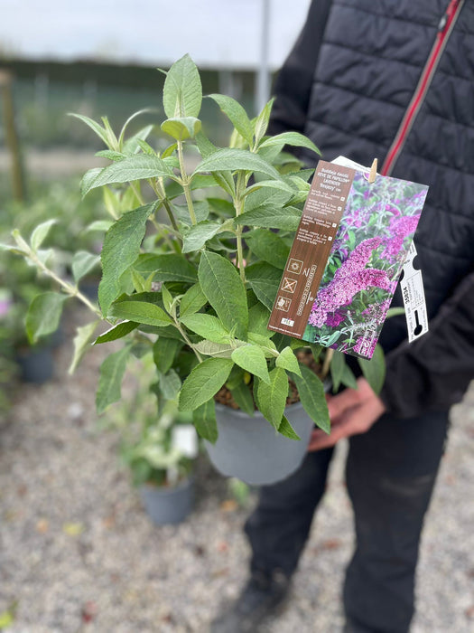 Buddleja d. Reve Papillon Lavender 4.5 Litre Pot