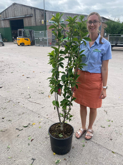 Magnolia Cleopatra 20 Litre Pot 150/175cm