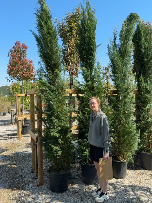 Leylandii Hedging 35 Litre Pot 300/350cm