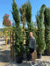 Leylandii Hedging 35 Litre Pot 300/350cm
