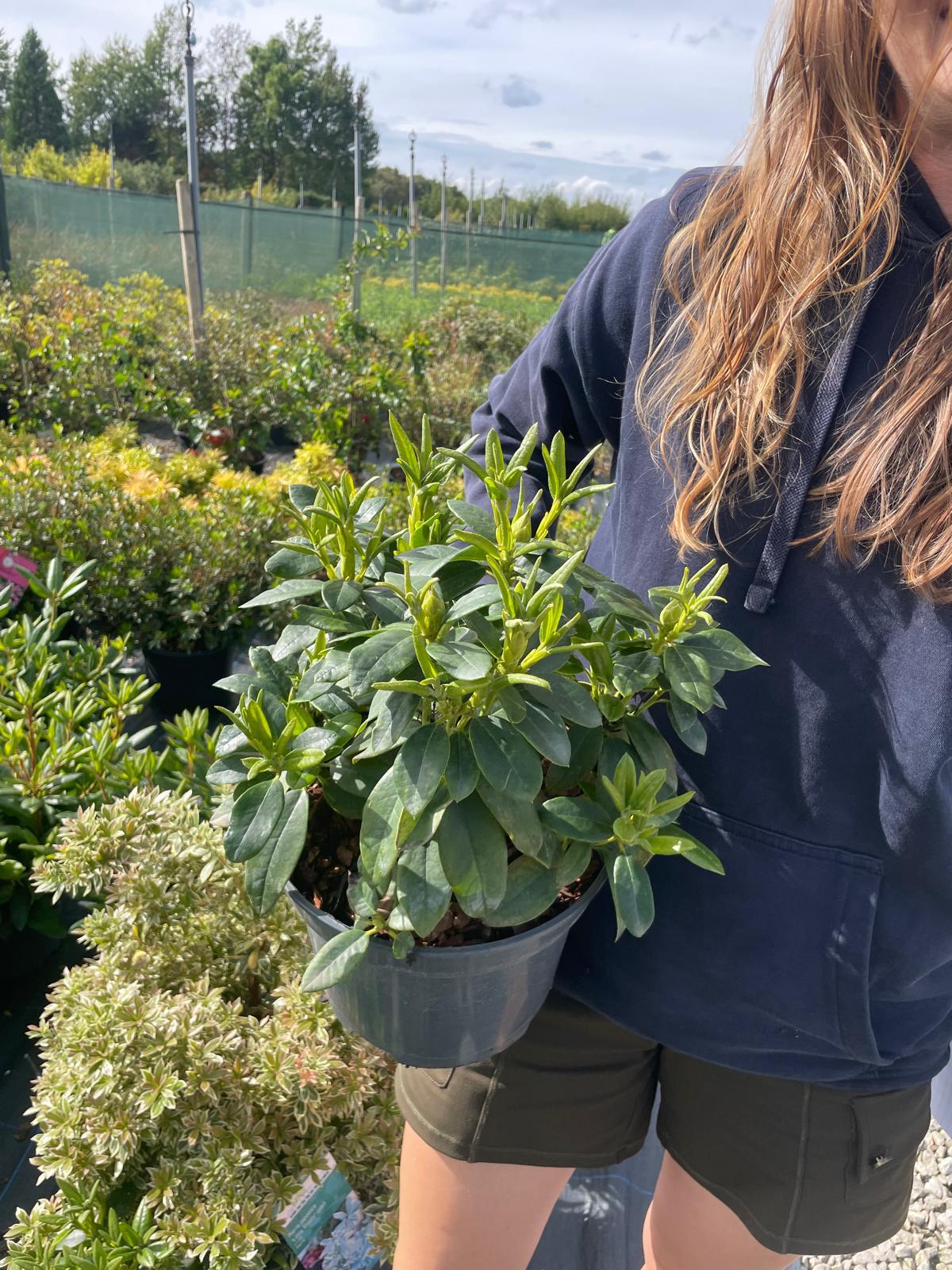 Rhododendron Saffrano 5 Litre Pot