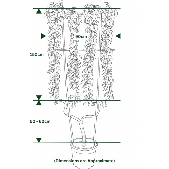 Pear Conference 50 Litre Pot Double U Frame