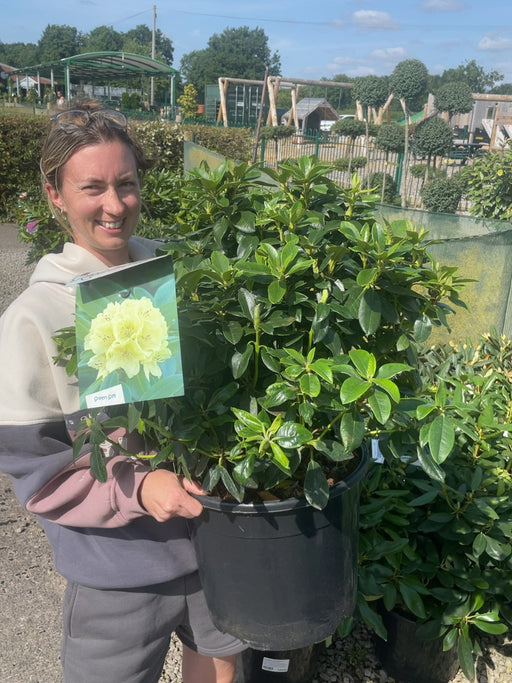 Rhododendron Saffrano 20 Litre Pot