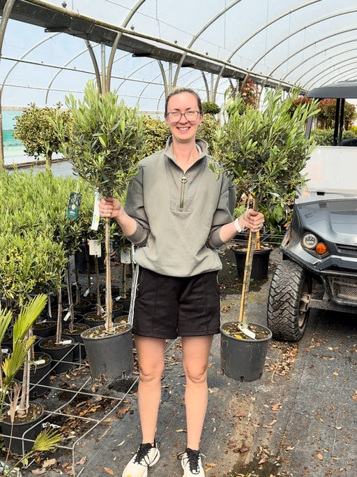 Olea Europea - Olive Mini Standard 4 Litre Pot 60 cm Stem