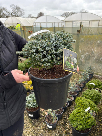 Abies kohouts Icebreaker 8 Litre Pot