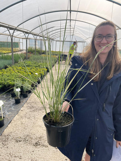 Calamagrostis Overdam 3 Litre Pot