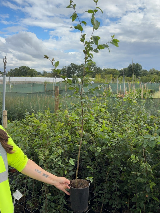 Hornbeam Hedging 2 Litre Pot 60/80