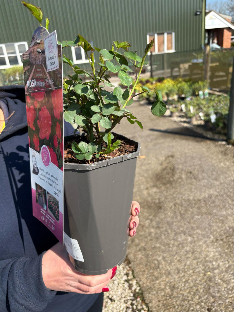 Rose Ville De Roeulx 3 Litre Pot