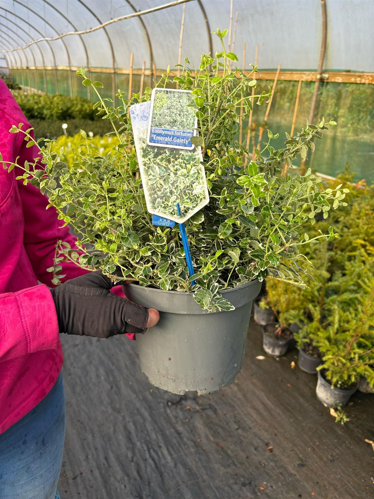 Euonymus fort. 'Emerald Gaiety' 5 Litre Pot