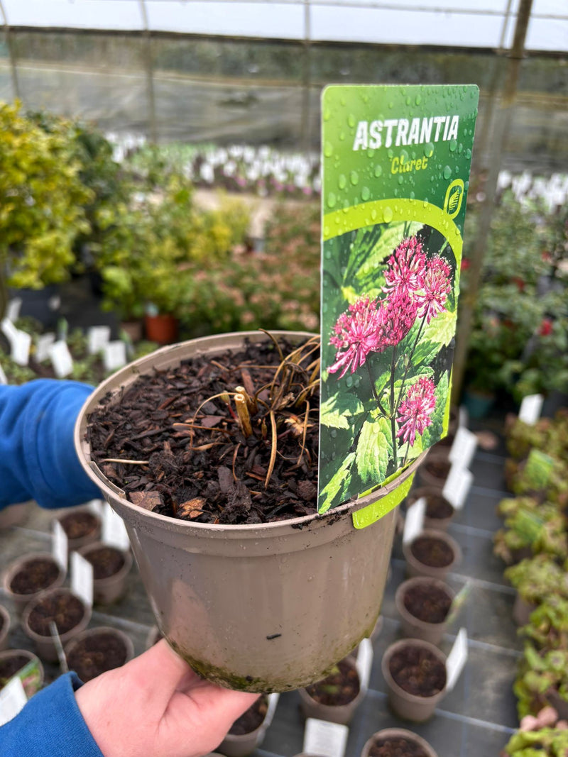 Astrantia Major Claret 2 Litre Pot