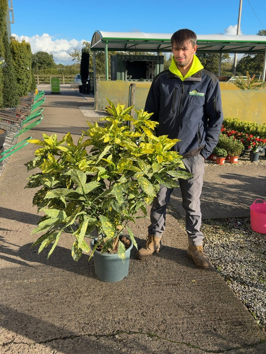 Aucuba Japonica Crotonifolia 15 Litre Pot