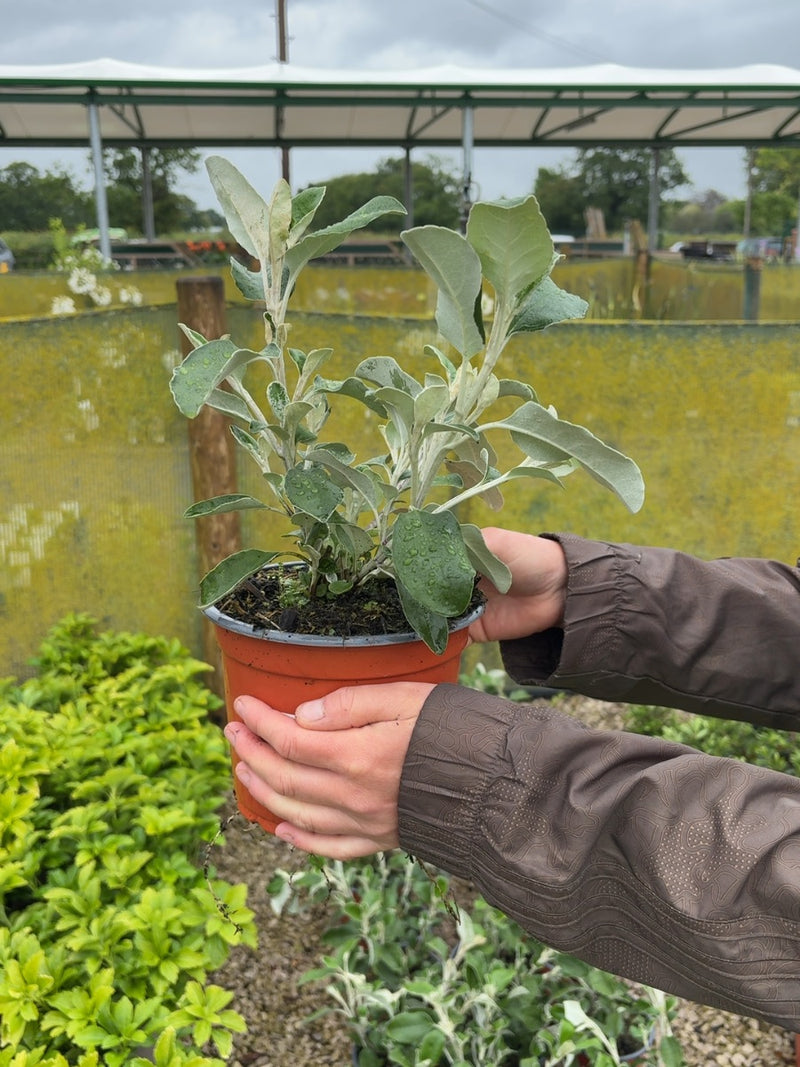 Senecio Sunshine 2 Litre Pot