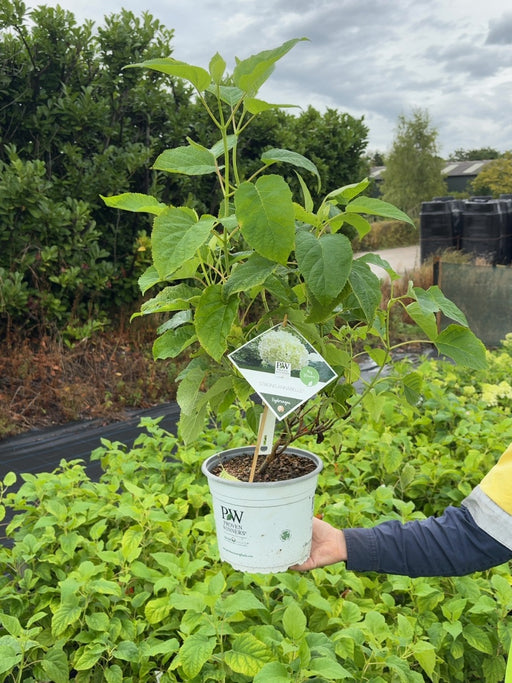 Hydrangea Arborescens Strong Annabelle 4 Litre Pot