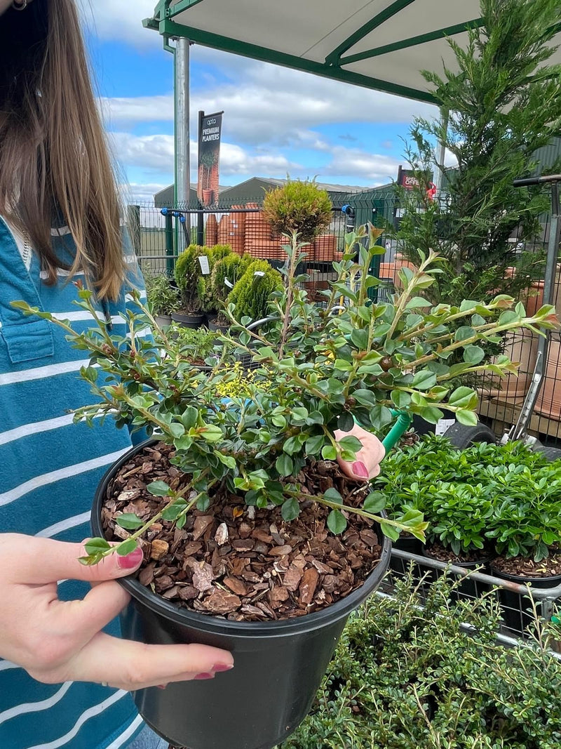 Cotoneaster horizontalis 3 Litre Pot