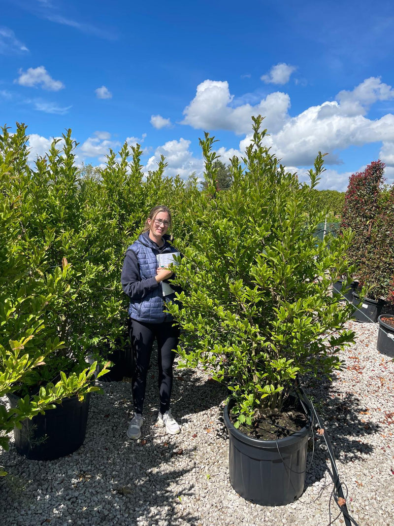 90 litre plant pots Magnolia Stellata huge Specimen Sized 150/175cm 90 Litre Pot — Grasslands Nursery