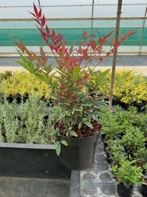 Nandina domestica Obsessed Seika® - Sacred Bamboo 3 Litre Pot