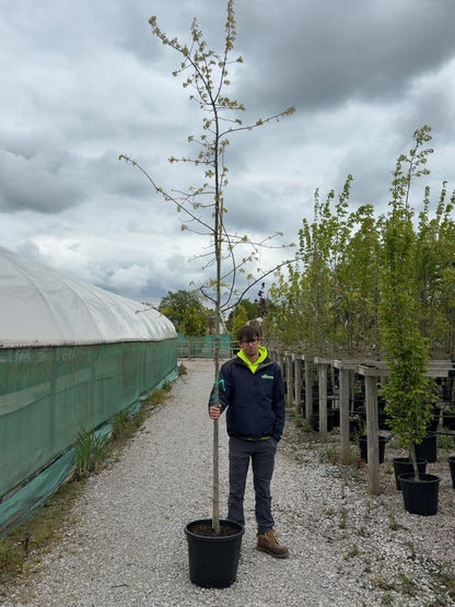Quercus Palustris Standard 6-8cm Girth