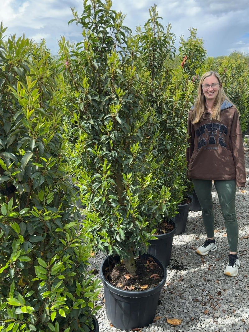 Portuguese Laurel 170/180cm 50cm Wide 30 Litre Pot