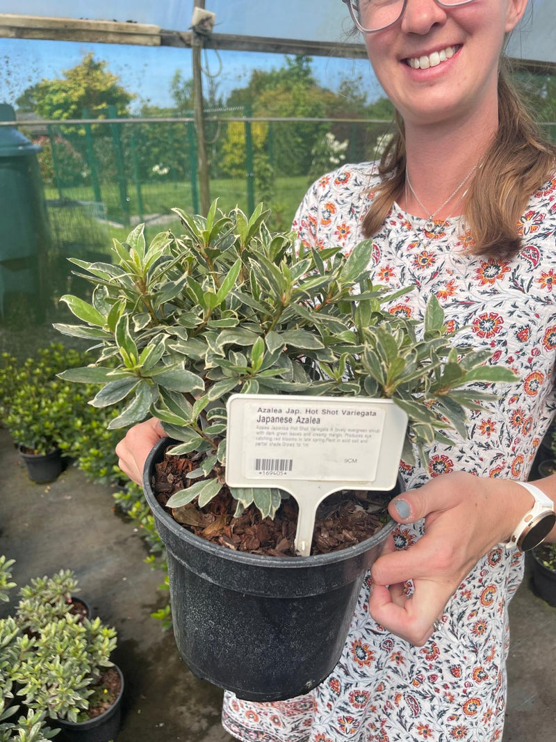 Azalea japonica Hotshot Variegata 1.5 Litre Pot