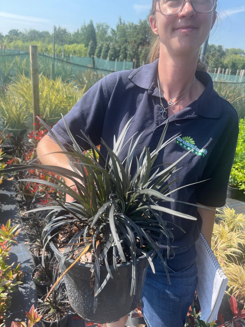 Ophiopogon Niger 3 Litre Pot